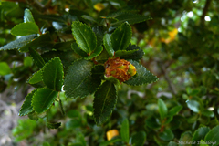 Nothofagus betuloides