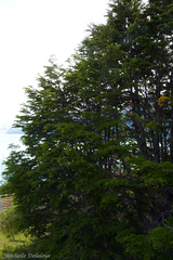 Nothofagus betuloides