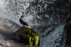 Merganetta armata armata