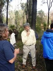 Eucalyptus marginata