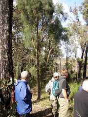 Eucalyptus marginata