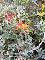 Grevillea bipinnatifida