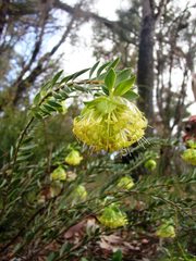 Pimelea suaveolens