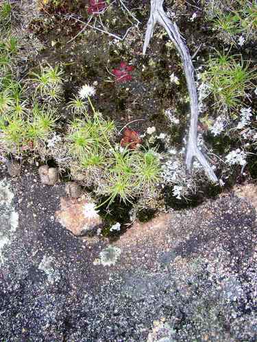 Borya scirpoidea (Borya scirpoidea)