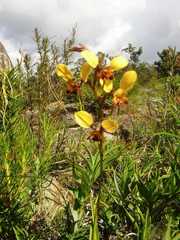 Diuris brumalis