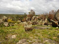Eucalyptus marginata