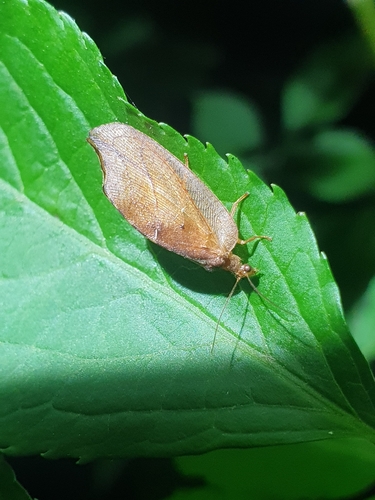 voškovec listový (Drepanepteryx phalaenoides)