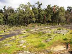 Eucalyptus marginata