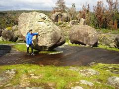 Eucalyptus marginata