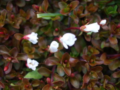 Epilobium macropus
