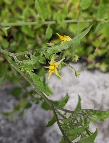 Galápagos tomato (Solanum cheesemanii)