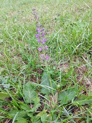 Salvia pratensis