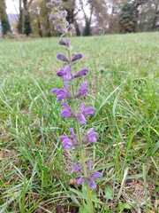 Salvia pratensis