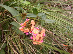 Kennedia coccinea
