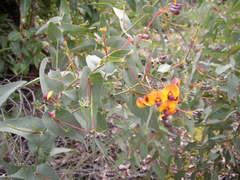 Daviesia cordata