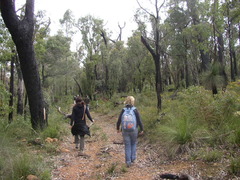 Eucalyptus marginata