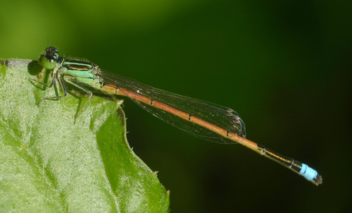 Ischnura observed 2021-08-19