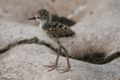Black-Necked Stilt photo 5