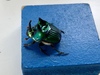 Oxysternon palaemon - Photo (c) Pablo Sotomayor, some rights reserved (CC BY-NC-SA), uploaded by Pablo Sotomayor