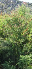 Indigofera fulcrata