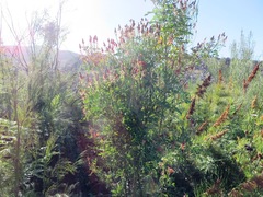 Indigofera fulcrata