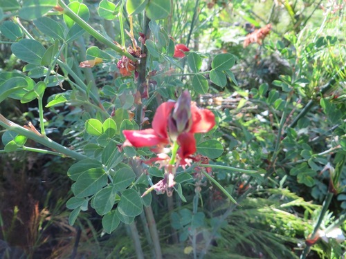 Image of Indigofera fulcrata by (c) linkie, some rights reserved (CC BY)