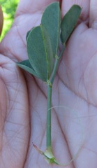 Indigofera fulcrata