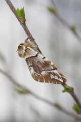 Endromis versicolora