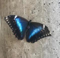 Morpho helenor achillides