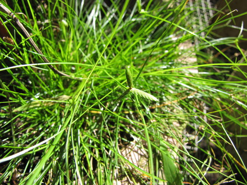 Cyperus gracilis