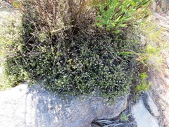 Metalasia serrulata