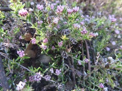 Metalasia serrulata