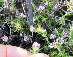Metalasia serrulata