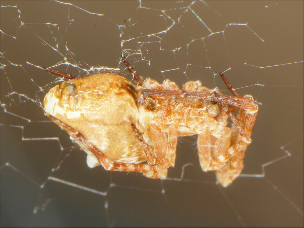 Philoponella oweni