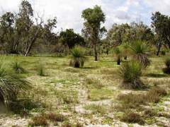Eucalyptus marginata