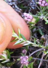 Metalasia serrulata
