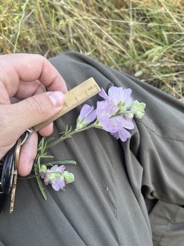 Hairy Checkerbloom (Sidalcea hirsuta)