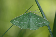 Thetidia smaragdaria