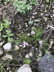 Houstonia rubra