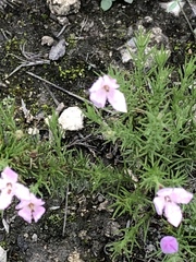 Houstonia rubra