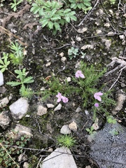 Houstonia rubra