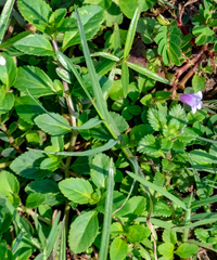 Torenia crustacea