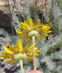 Ursinia macropoda
