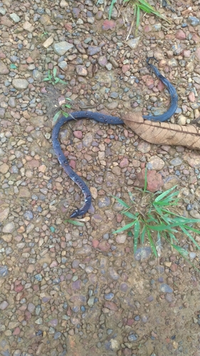Boie's Ground Snake