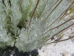 Ursinia macropoda