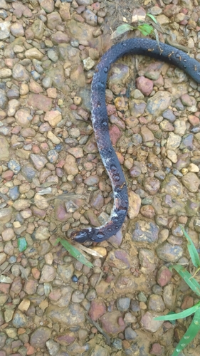 Boie's Ground Snake