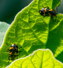 Phyllocharis undulata