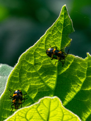 Phyllocharis undulata
