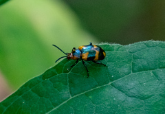 Phyllocharis undulata