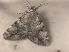 Catocala amica